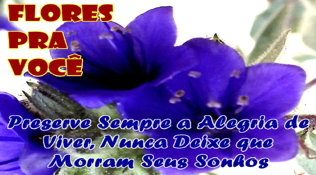 Enviar Mensagens com Flores nas Redes Sociais Enviar Mensagens com Flores nas Redes Sociais