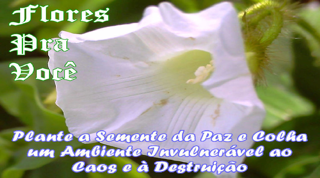 Enviar Mensagens com Flores nas Redes Sociais Enviar Mensagens com Flores nas Redes Sociais