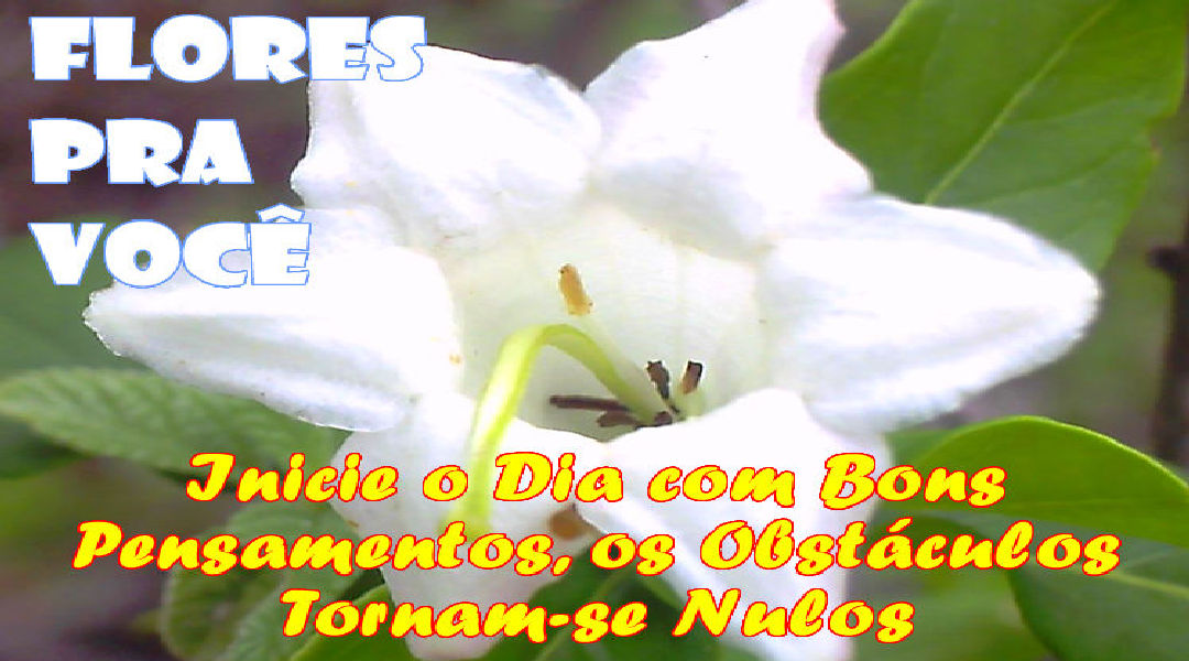 Enviar Mensagens com Flores nas Redes Sociais Enviar Mensagens com Flores nas Redes Sociais