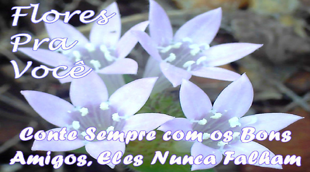 Enviar Mensagens com Flores nas Redes Sociais Enviar Mensagens com Flores nas Redes Sociais