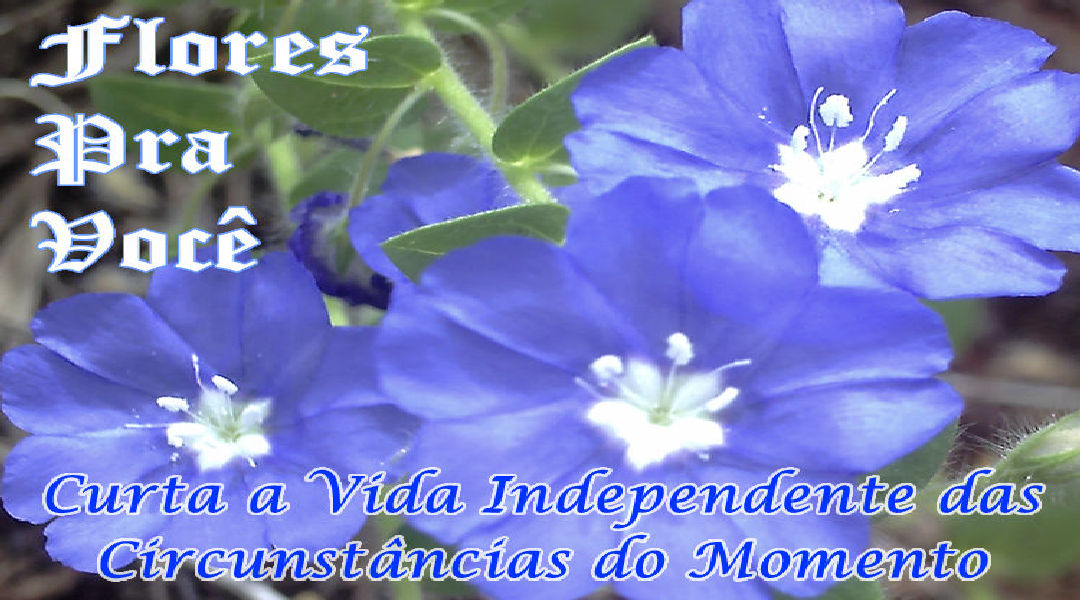 Enviar Mensagens com Flores nas Redes Sociais Enviar Mensagens com Flores nas Redes Sociais