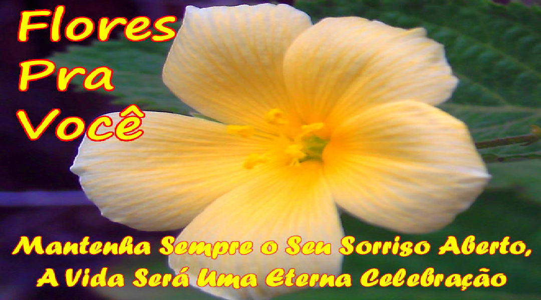 Enviar Mensagens com Flores nas Redes Sociais Enviar Mensagens com Flores nas Redes Sociais