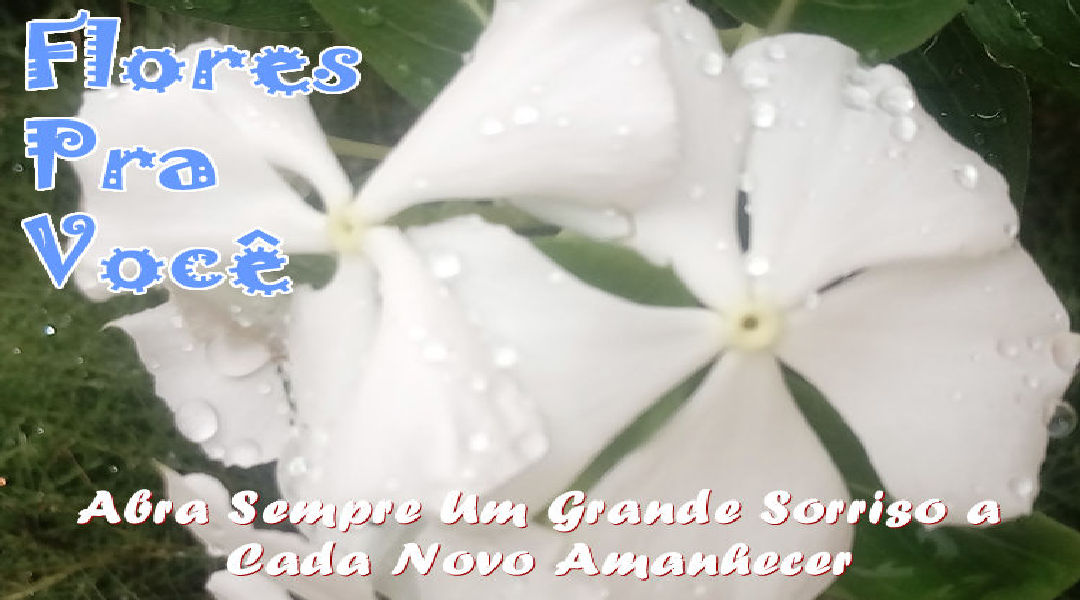 Enviar Mensagens com Flores nas Redes Sociais Enviar Mensagens com Flores nas Redes Sociais