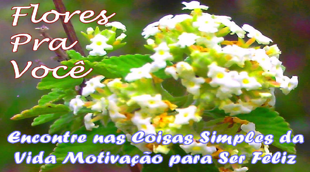 Enviar Mensagens com Flores nas Redes Sociais Enviar Mensagens com Flores nas Redes Sociais