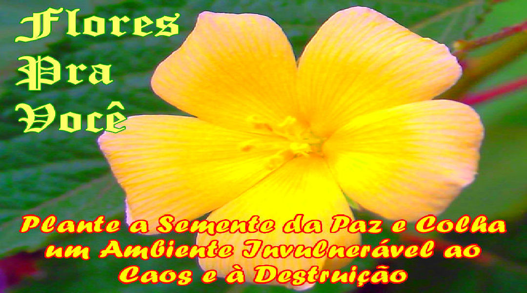 Enviar Mensagens com Flores nas Redes Sociais Enviar Mensagens com Flores nas Redes Sociais