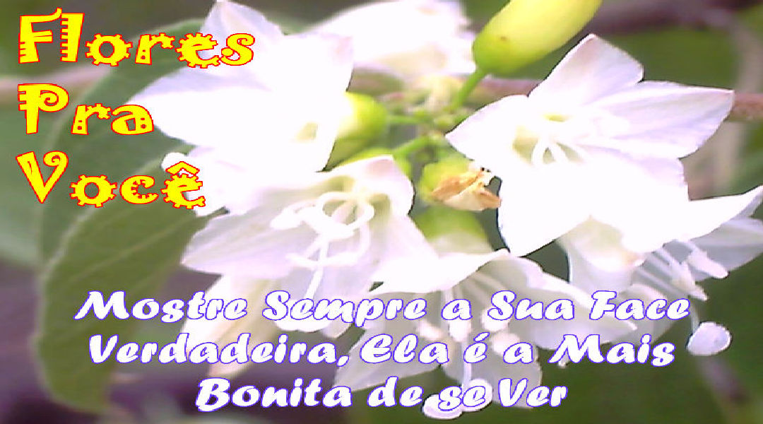 Enviar Mensagens com Flores nas Redes Sociais Enviar Mensagens com Flores nas Redes Sociais