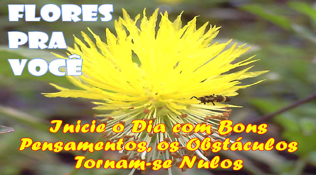 Enviar Mensagens com Flores nas Redes Sociais Enviar Mensagens com Flores nas Redes Sociais