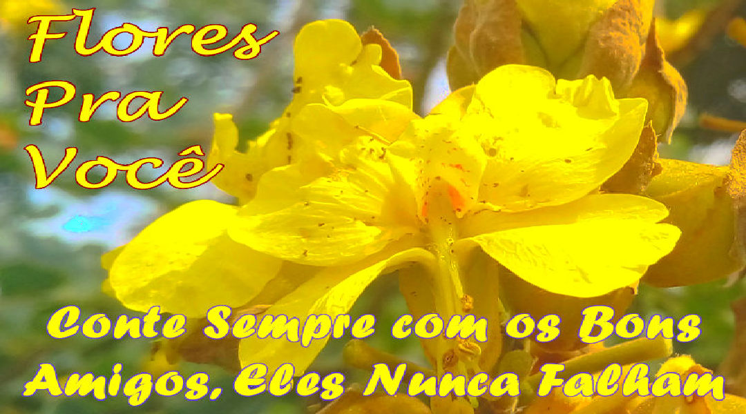 Enviar Mensagens com Flores nas Redes Sociais Enviar Mensagens com Flores nas Redes Sociais