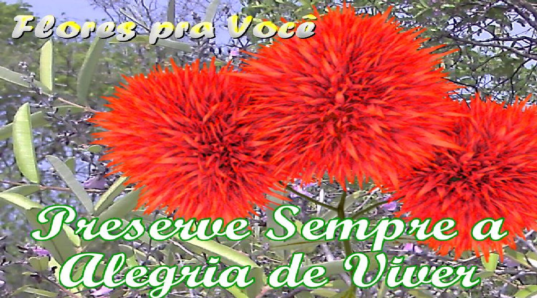 Enviar Mensagens com Flores nas Redes Sociais Enviar Mensagens com Flores nas Redes Sociais