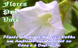 Mensagens com Flores - Imagens