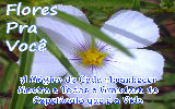 Mensagens com Flores - Imagens