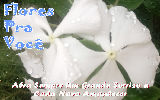 Mensagens com Flores - Imagens