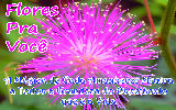 Mensagens com Flores - Imagens