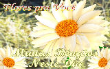 Mensagens com Flores - Imagens