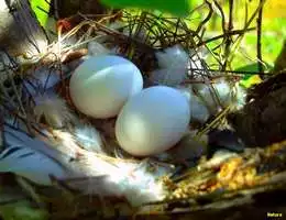 Criar Slides com Jquery