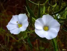 Criar Slides com Jquery