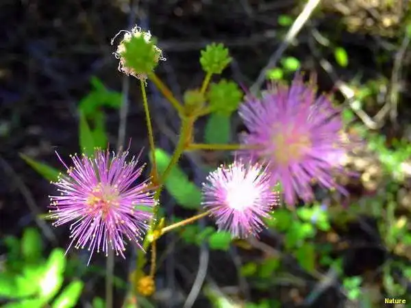 &Aacute;rvore Nordestina - Flores Silvestres