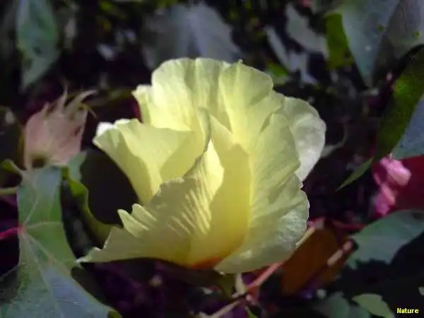 &Aacute;rvore Nordestina - Flores Silvestres