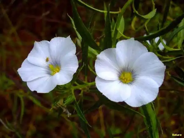 &Aacute;rvore Nordestina - Flores Silvestres