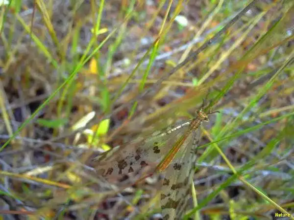 &Aacute;rvore Nordestina - Flores Silvestres