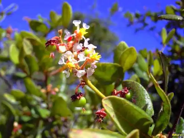 &Aacute;rvore Nordestina - Flores Silvestres