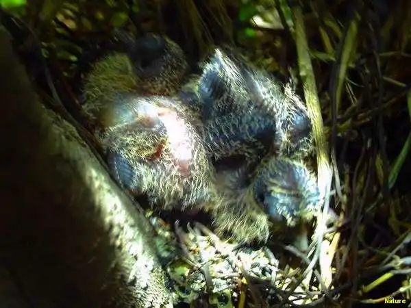 &Aacute;rvore Nordestina - Flores Silvestres