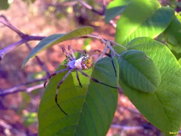 &Aacute;rvore Nordestina - Flores Silvestres