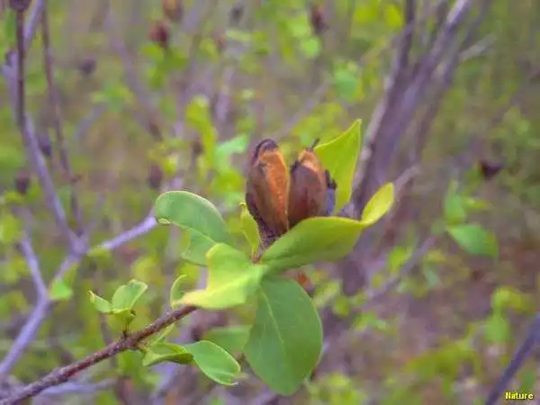 Cactos - Flores Silvestres da Caatinga