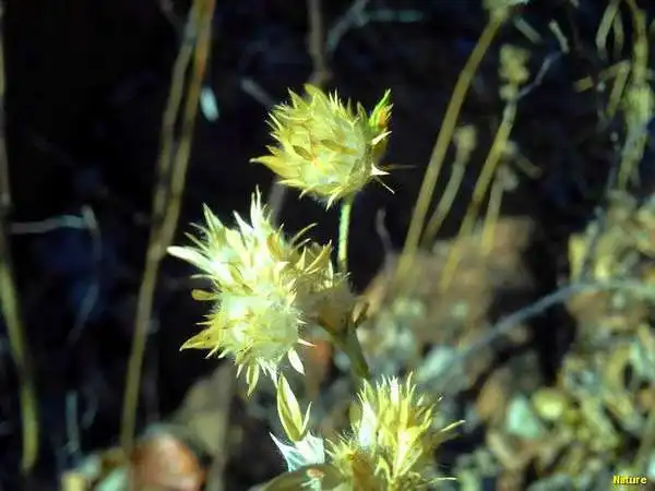 Cactos - Flores Silvestres da Caatinga