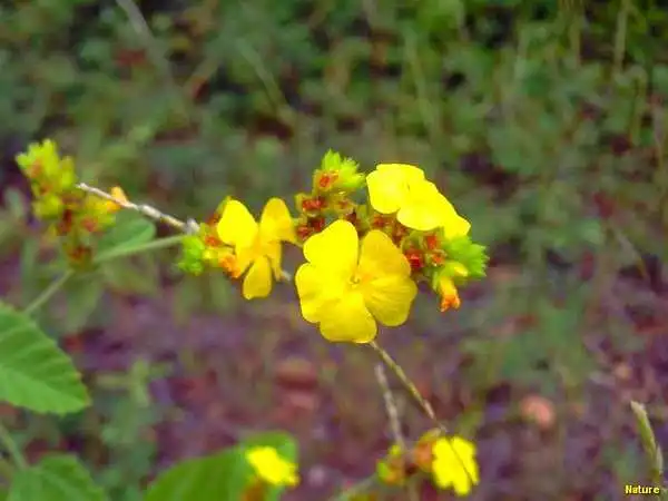 Cactos - Flores Silvestres da Caatinga