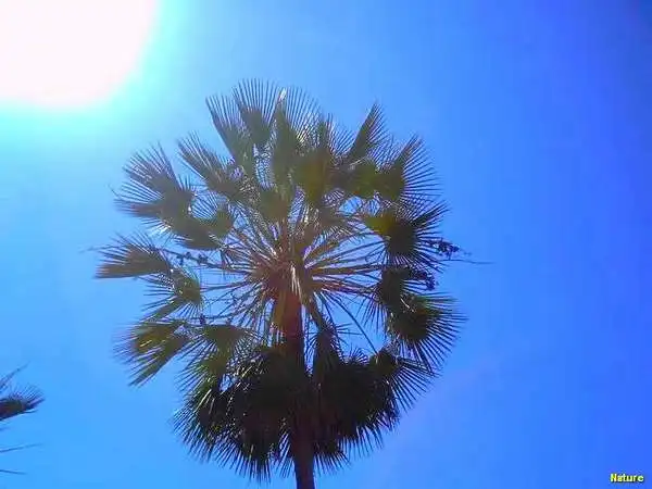 Cactos - Flores Silvestres da Caatinga