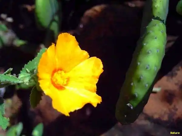 Cactos - Flores Silvestres da Caatinga