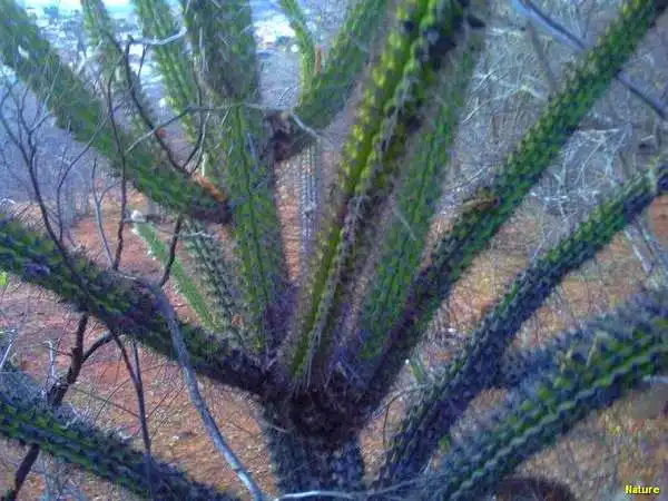 Cactos - Flores Silvestres da Caatinga