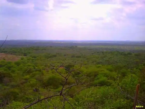 Cactos - Flores Silvestres da Caatinga