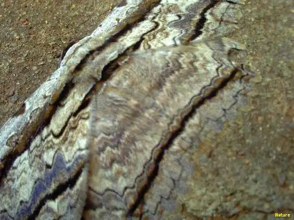 Crep&uacute;sculo - Imagens da Caatinga