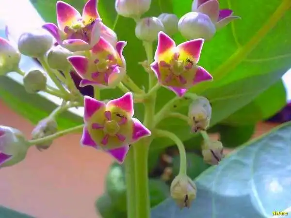 Crep&uacute;sculo - Imagens da Caatinga