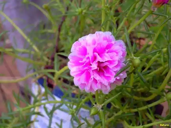 Crep&uacute;sculo - Imagens da Caatinga