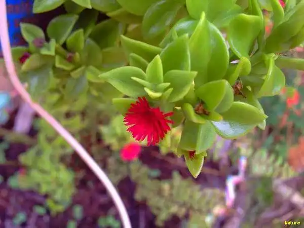 Crep&uacute;sculo - Imagens da Caatinga