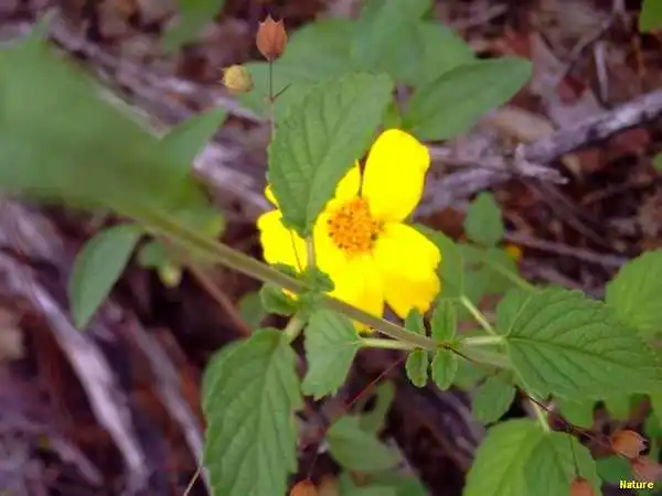 Crep&uacute;sculo - Imagens da Caatinga