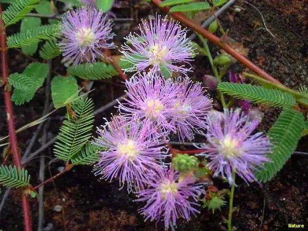 Crep&uacute;sculo - Imagens da Caatinga