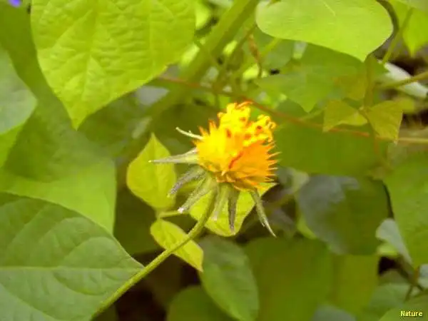Crep&uacute;sculo - Imagens da Caatinga