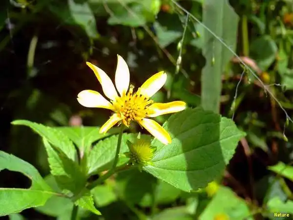 Crep&uacute;sculo - Imagens da Caatinga