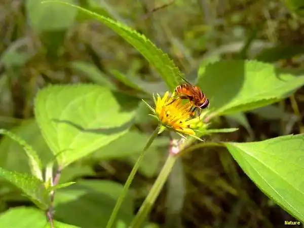 Flor Vinho - Flores Silvestres da Caatinga