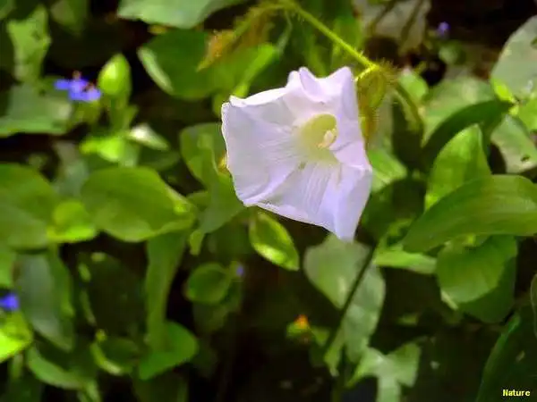 Flor Vinho - Flores Silvestres da Caatinga