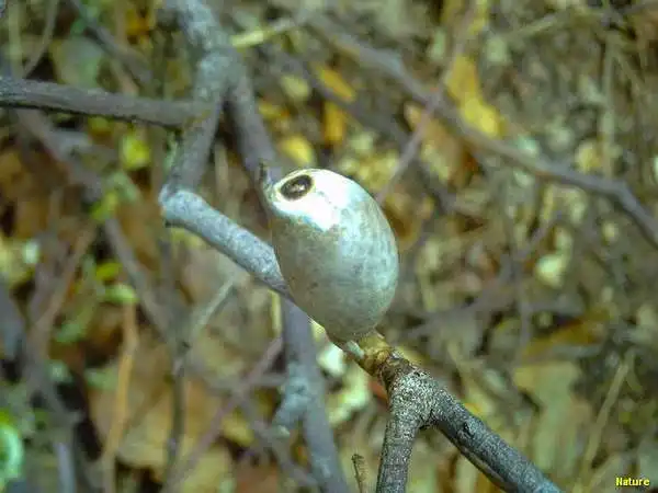 Flor Vinho - Flores Silvestres da Caatinga