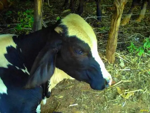 Flor Vinho - Flores Silvestres da Caatinga