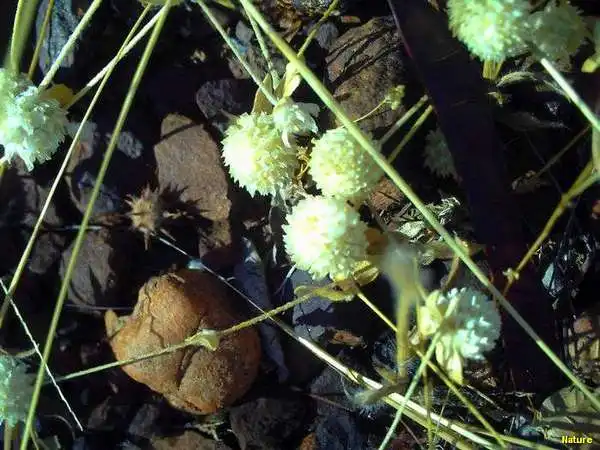 Flor Vinho - Flores Silvestres da Caatinga