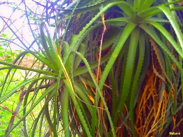 Flor da Caatinga - Flores Silvestres