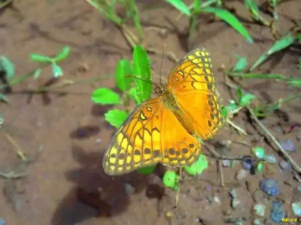 Flor da Caatinga - Flores Silvestres