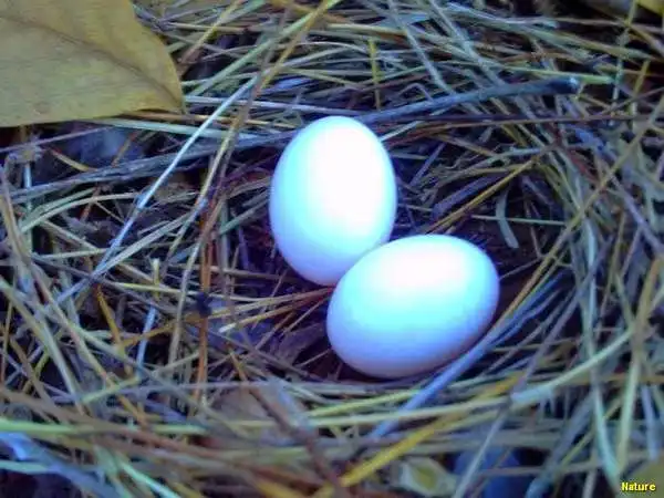 Flor da Caatinga - Flores Silvestres